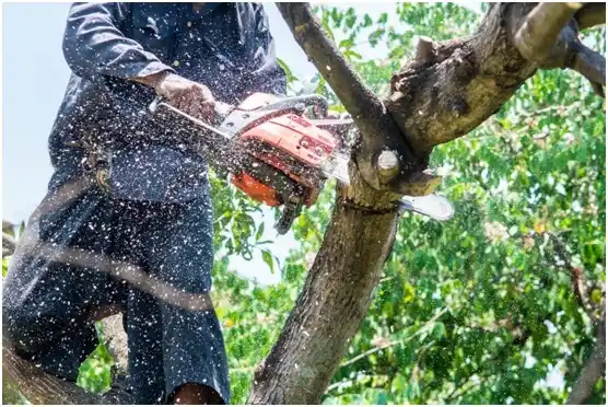 tree services Dillsburg